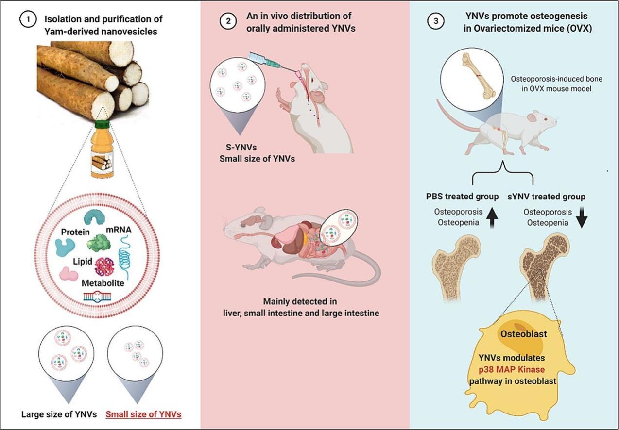 Yam-derived exosomes prevent osteoporosis.